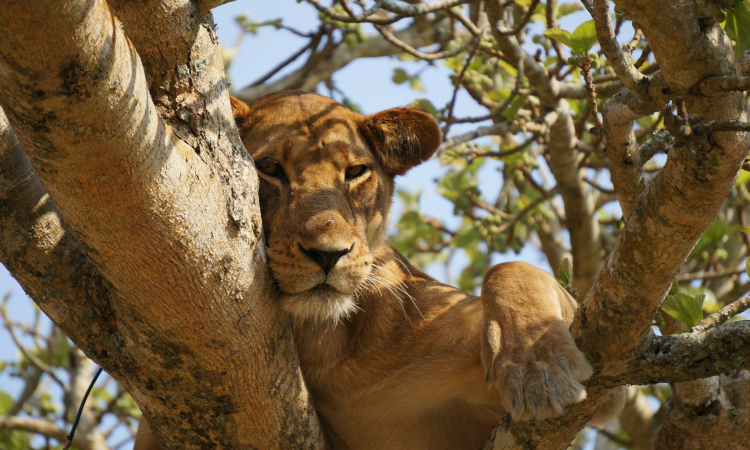 5-Day Kibale, Semuliki & Queen Elizabeth National Park Safari