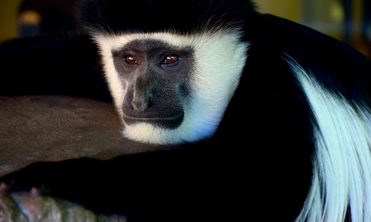 Animals & Wildlife in Semuliki National Park Uganda