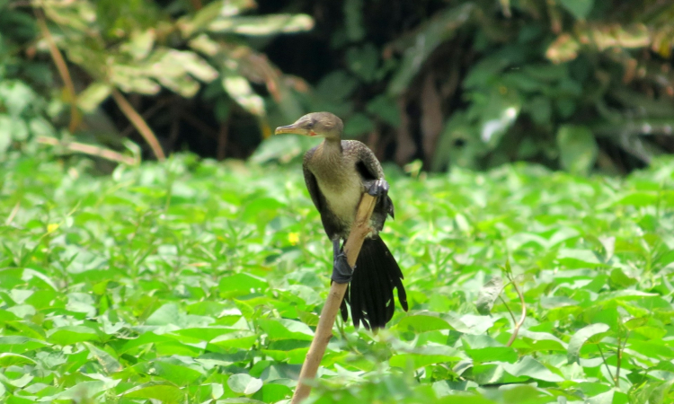 Birding in Semuliki National Park Uganda