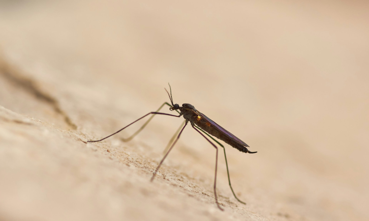 Malaria Prevention for Safaris in Semuliki National Park