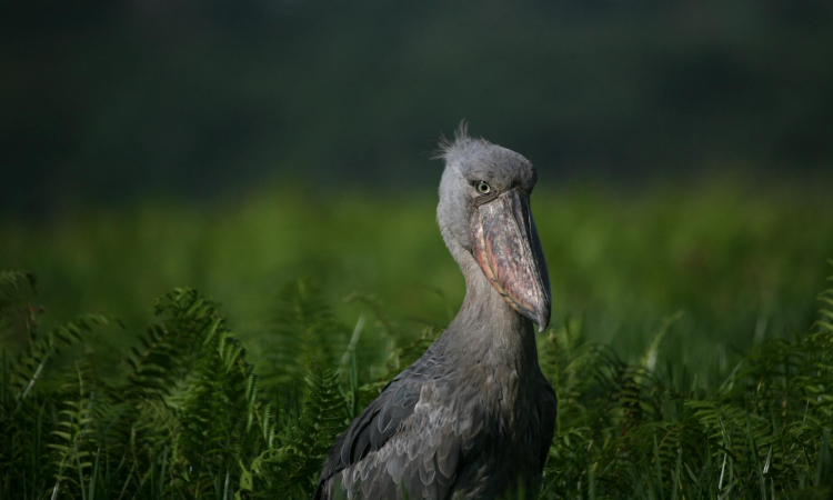 Shoebill Tracking in Semuliki National Park Uganda