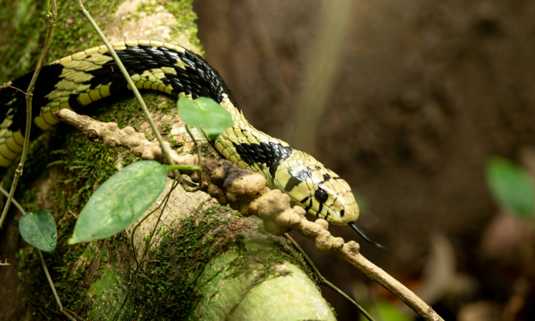 Snakes of Semuliki National Park Uganda Guide