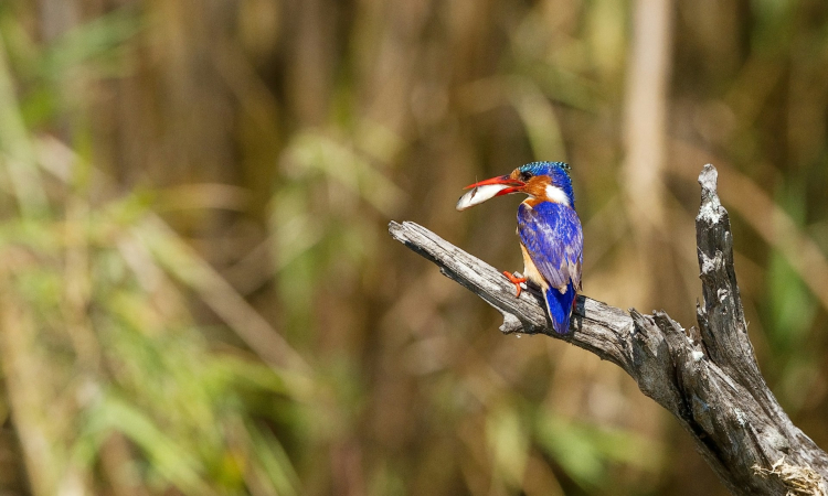 Top Activities & Things to Do in Semuliki National Park Uganda
